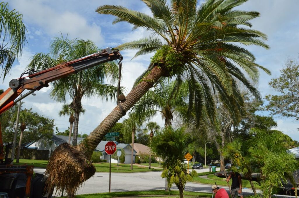 palm tree removal