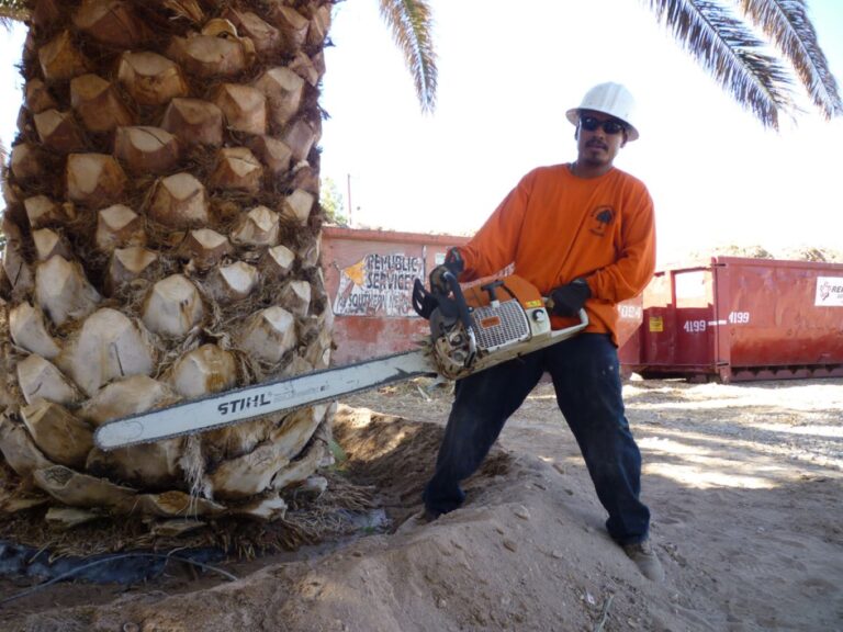 Safe and Efficient Palm Tree Removal Services