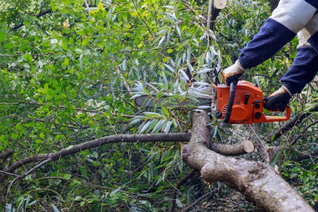 Tree and Stump Removal