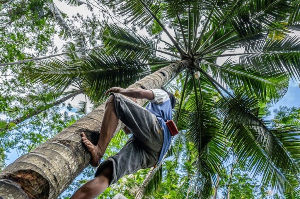 palm tree removal